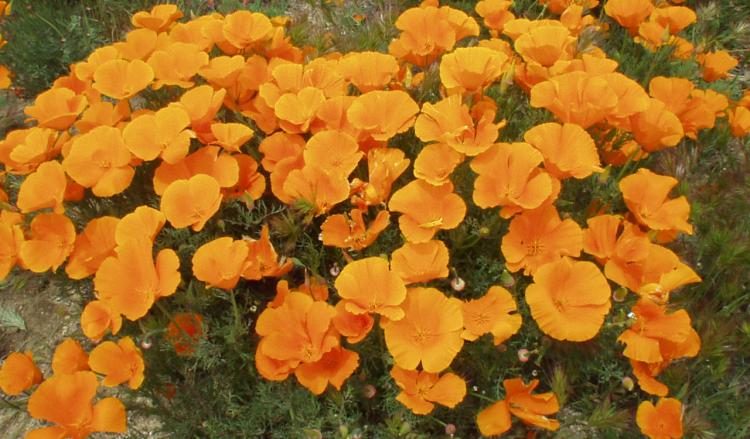 Poppies