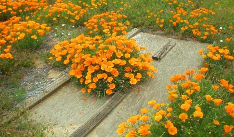 Poppies on board