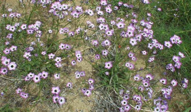 Purple wildflowers