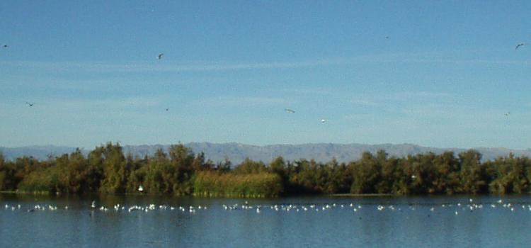 Birds