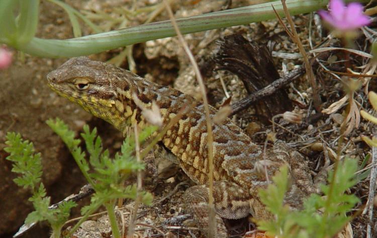 Lizard